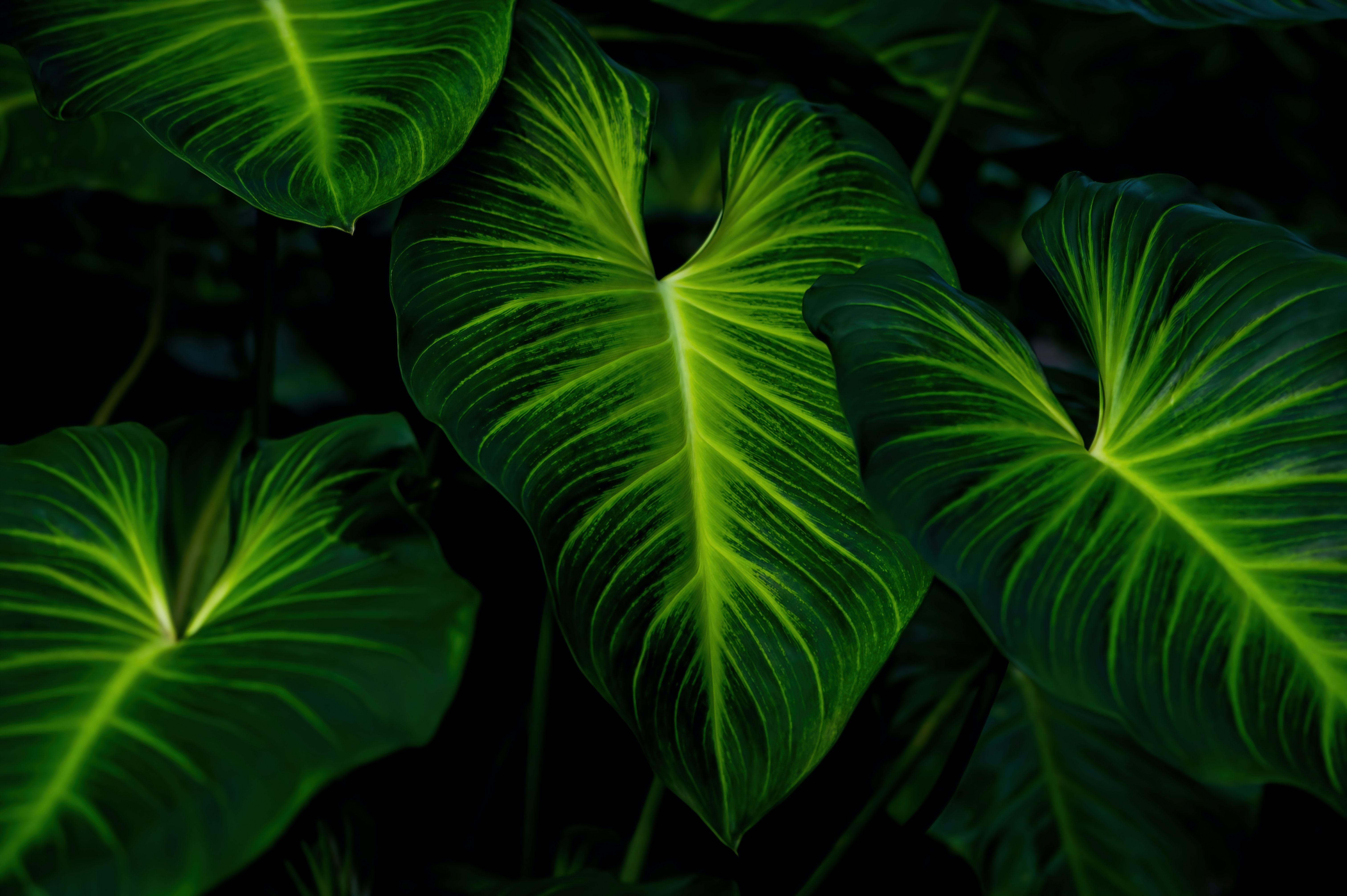 green nature